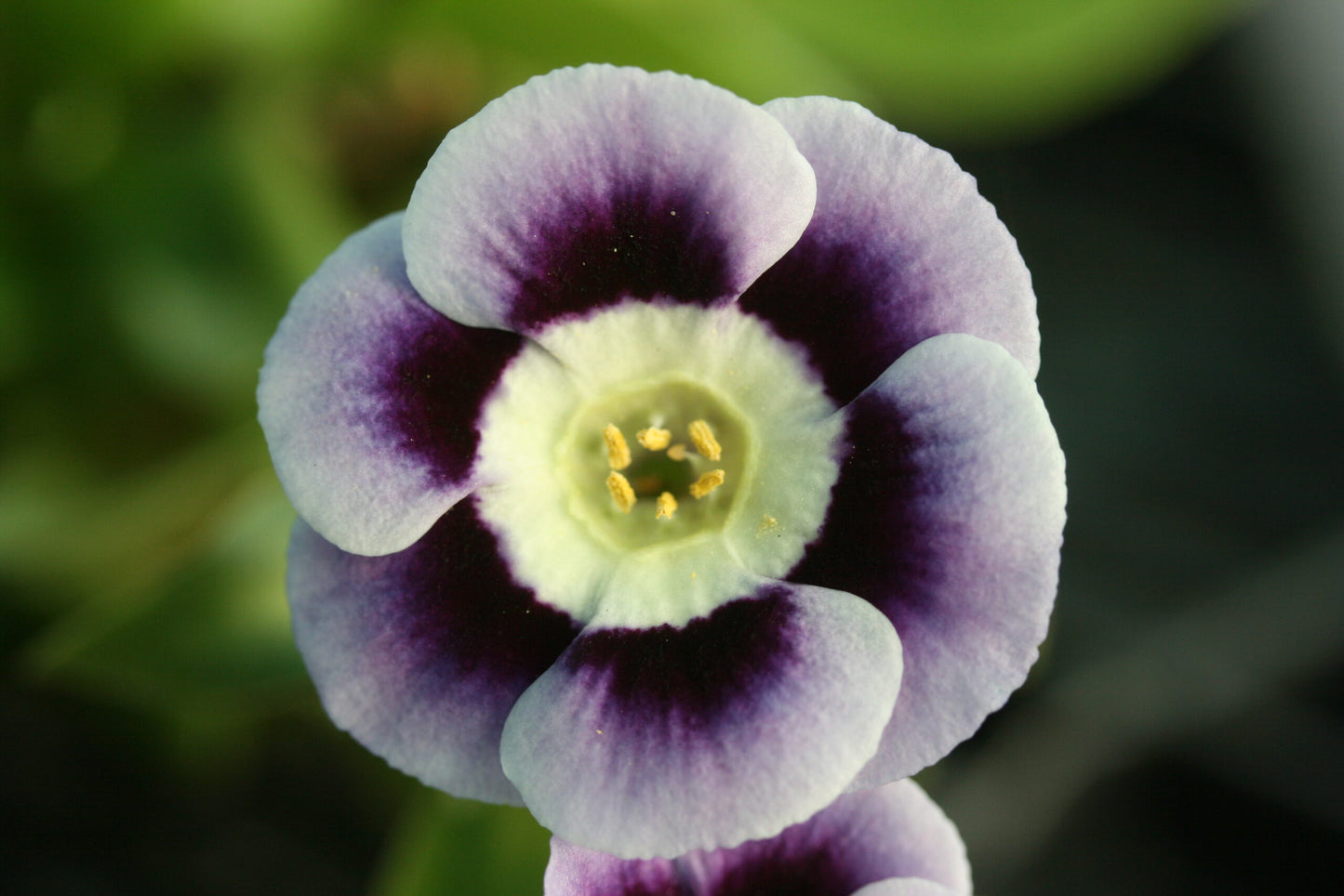 PRIMULA auricula Blue Yodeller image 0