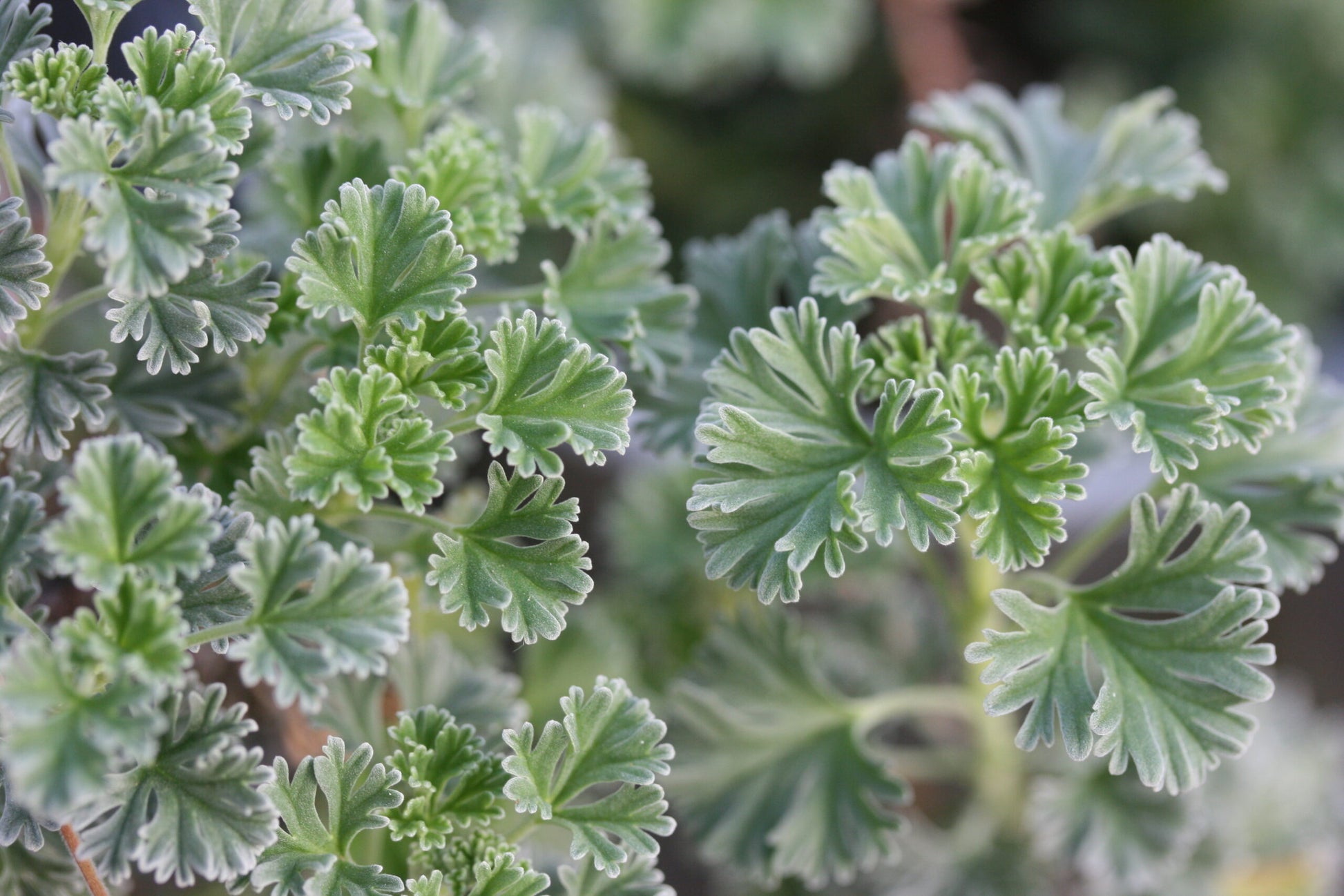 PELARGONIUM abrotanifolium x reniforme image 0