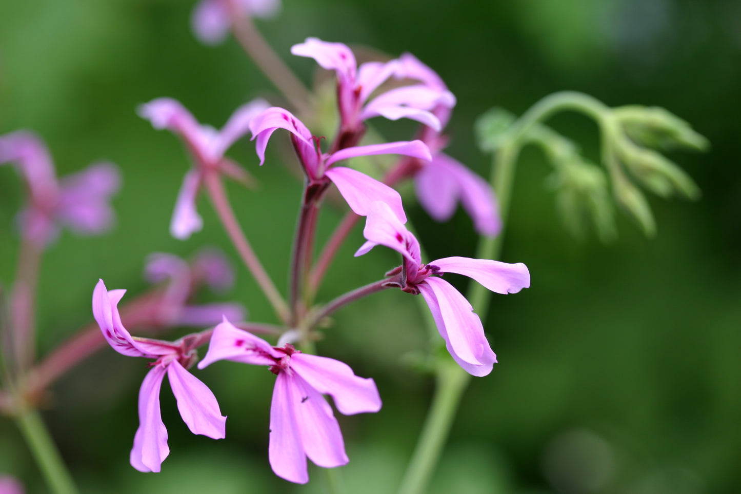 PELARGONIUM Brilliantine image 3