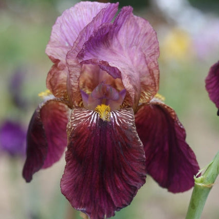 IRIS Dauntless image 0