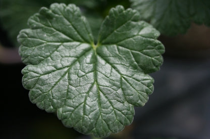 PELARGONIUM australe Redondo image 1