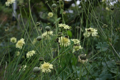 CEPHALARIA gigantea image 2