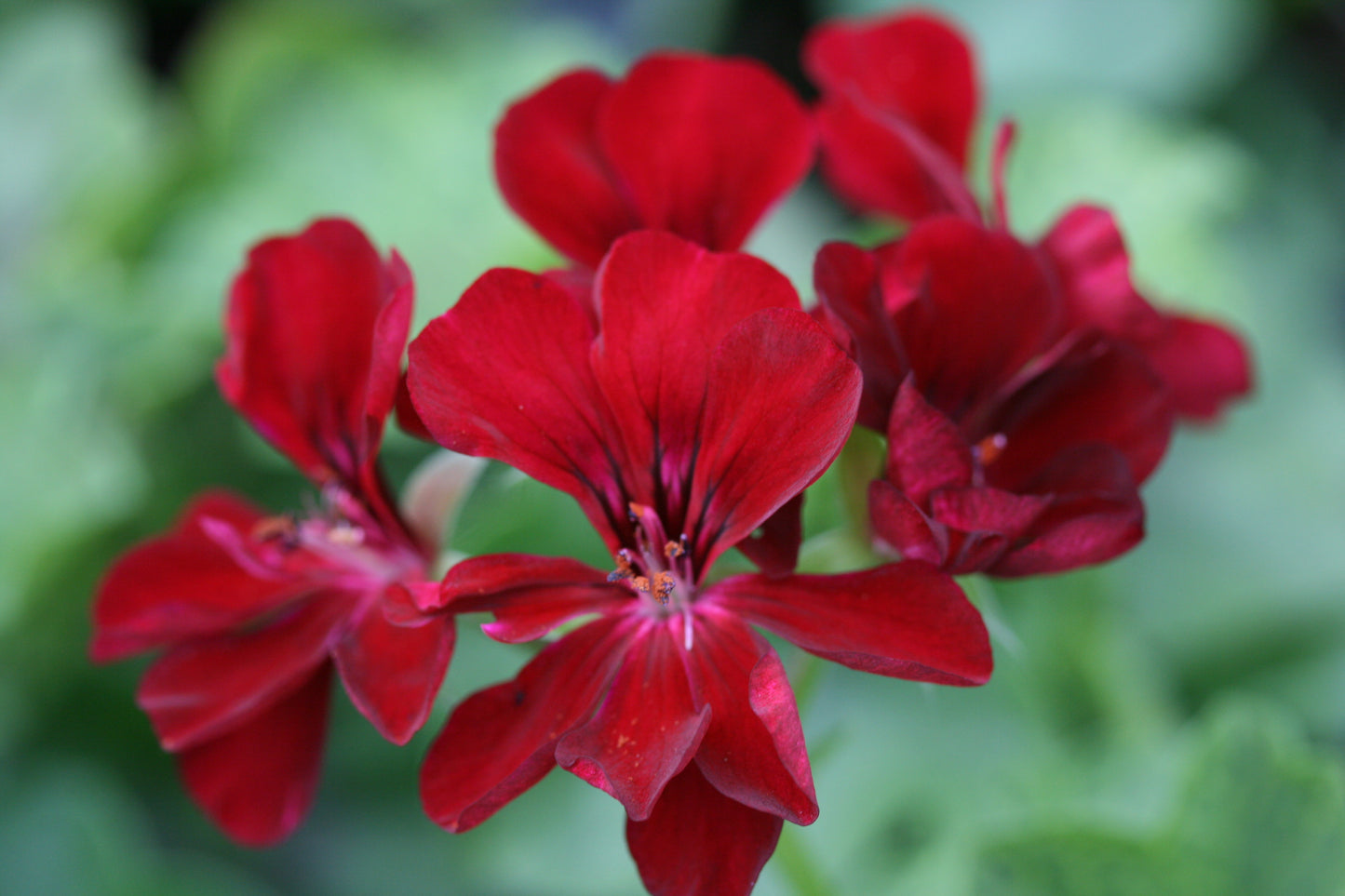 PELARGONIUM Rollers Pioneer image 1