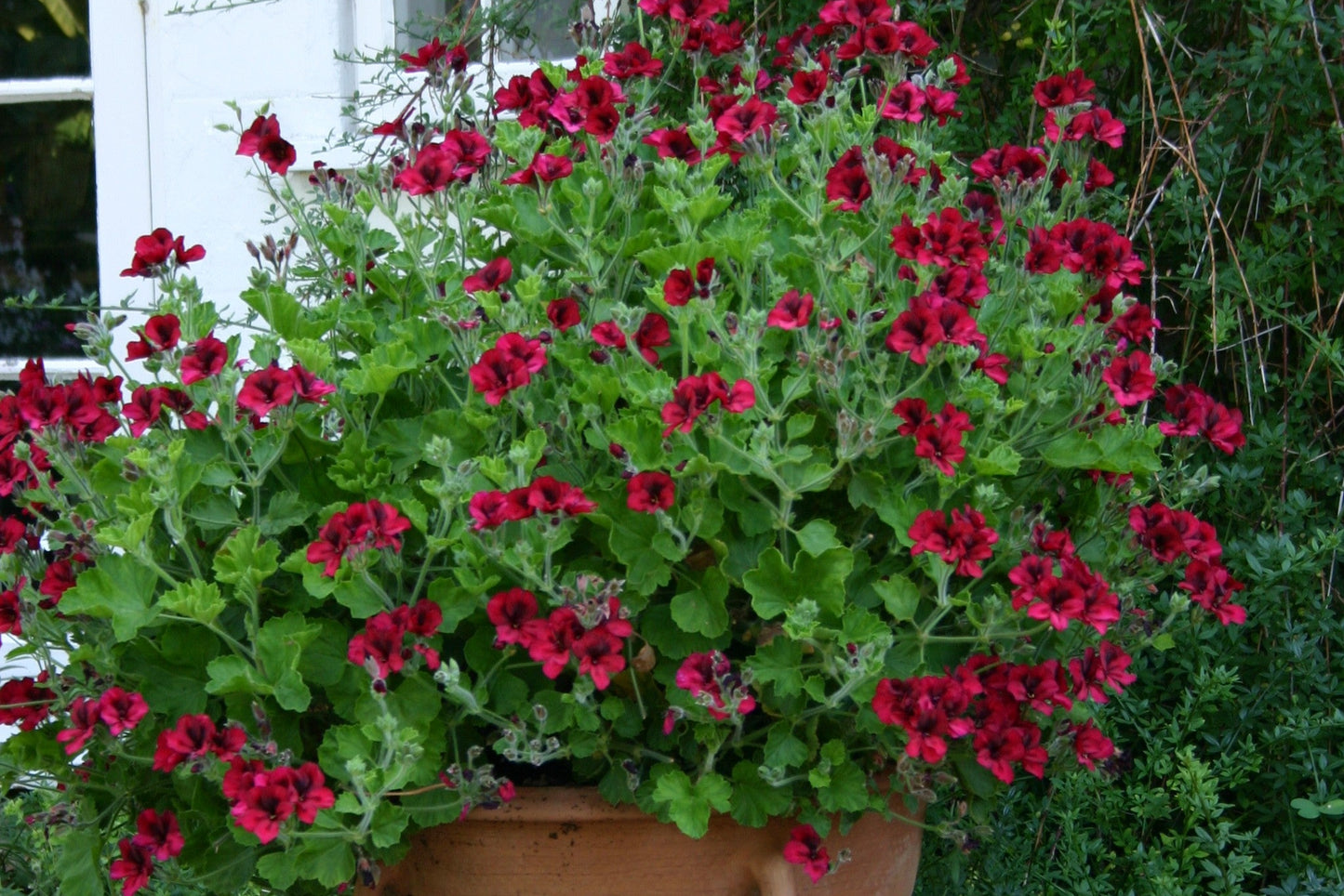 PELARGONIUM Voodoo image 2