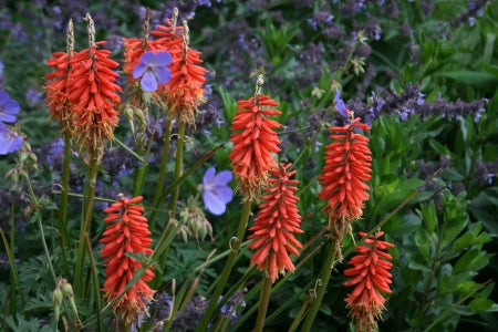 KNIPHOFIA Nancy's Red image 0