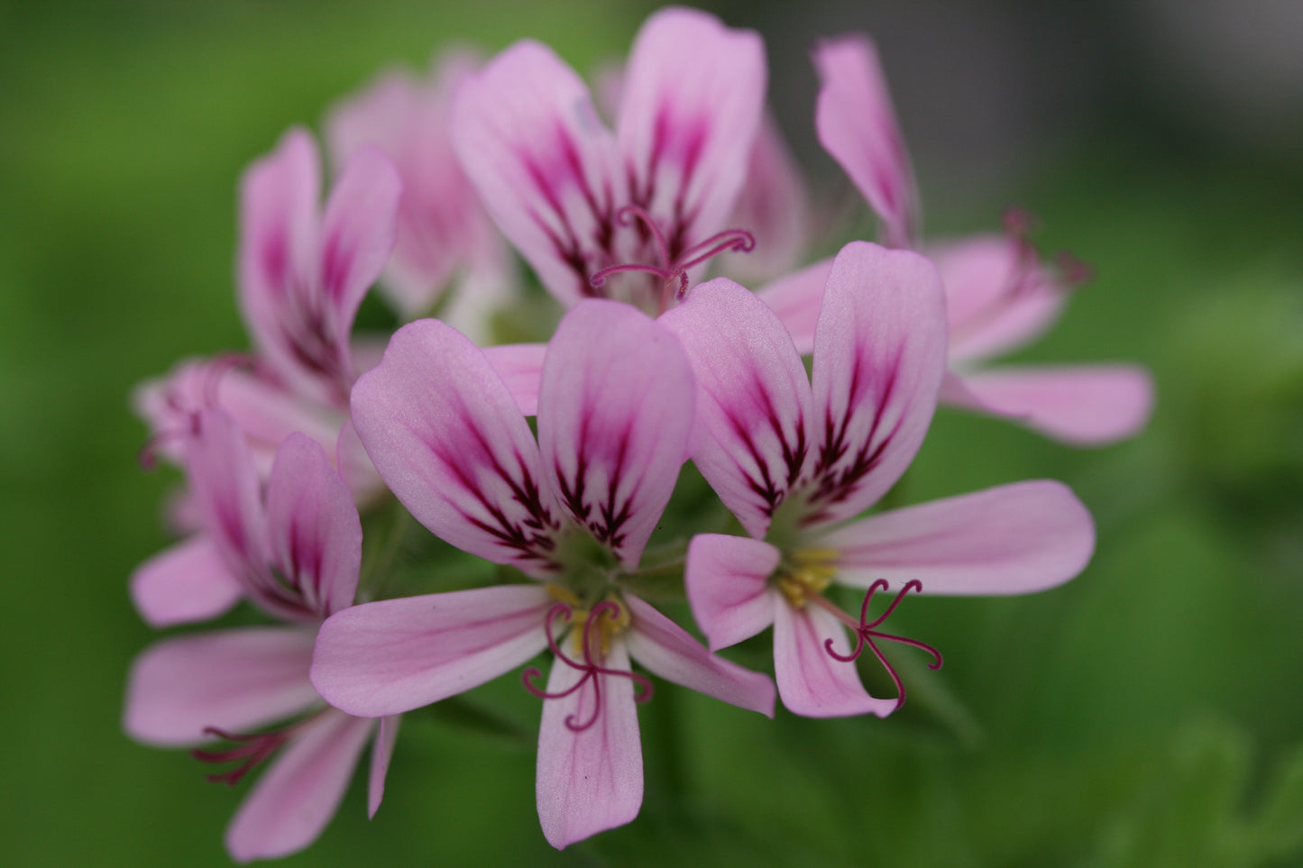 PELARGONIUM Graveolens Minor image 0