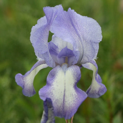 IRIS Blue Shimmer image 0