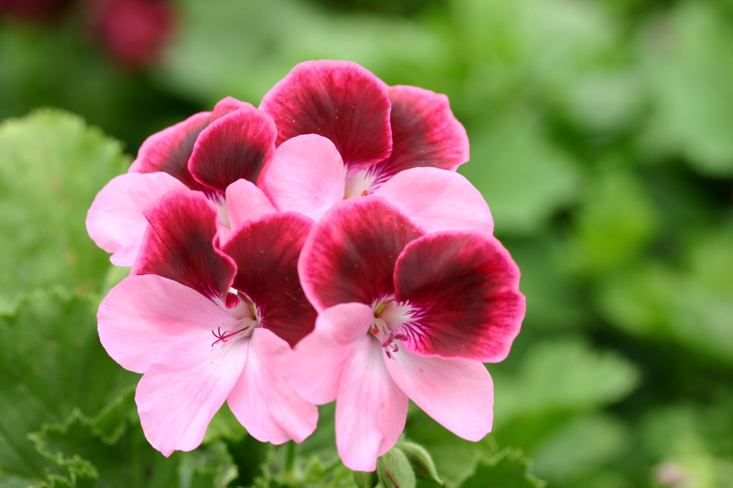 PELARGONIUM Vicki image 0