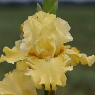 IRIS Golden Immortal image 0