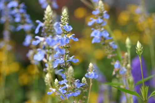 SALVIA uliginosa image 2