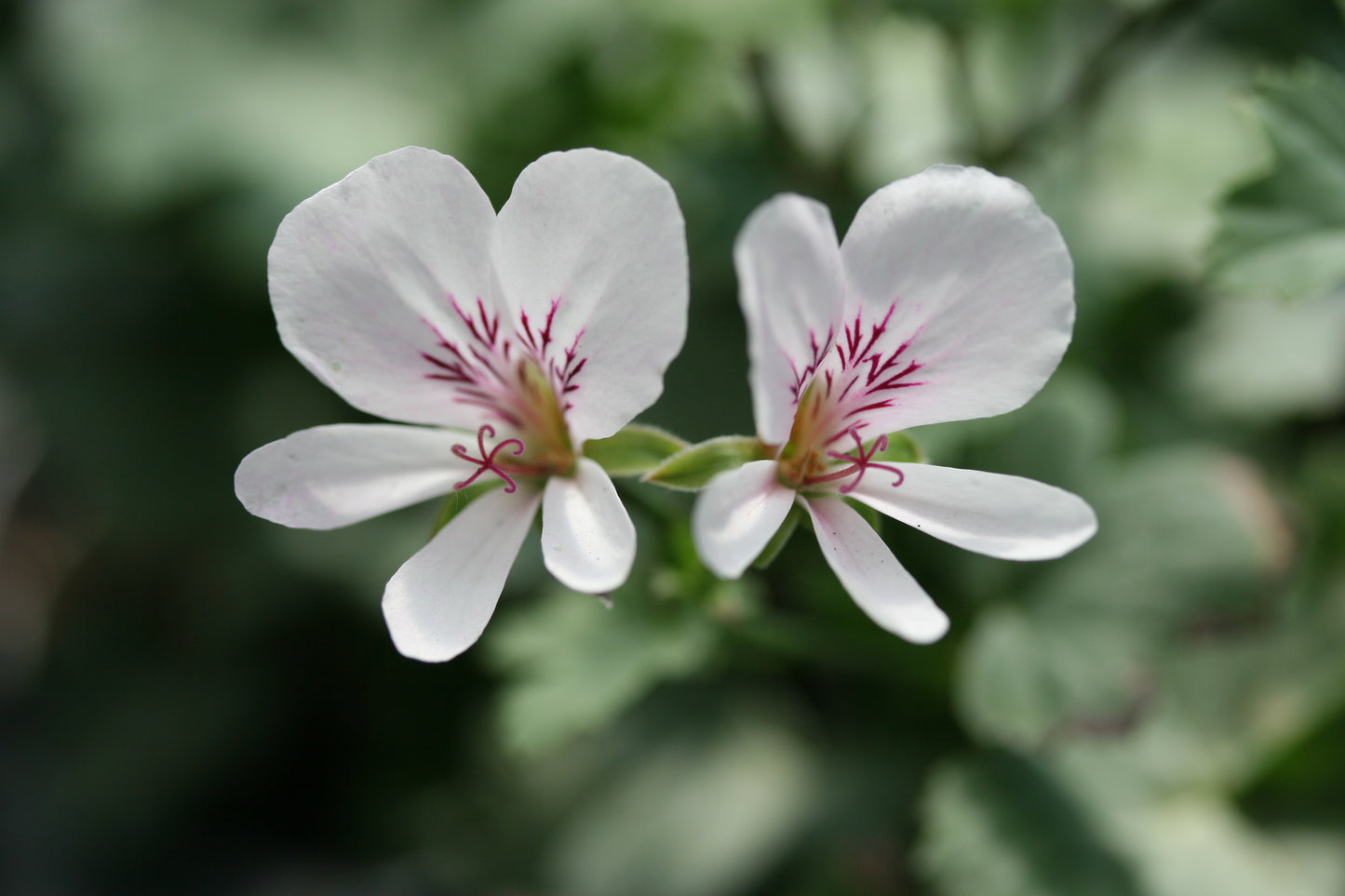 PELARGONIUM grandiflorum image 0