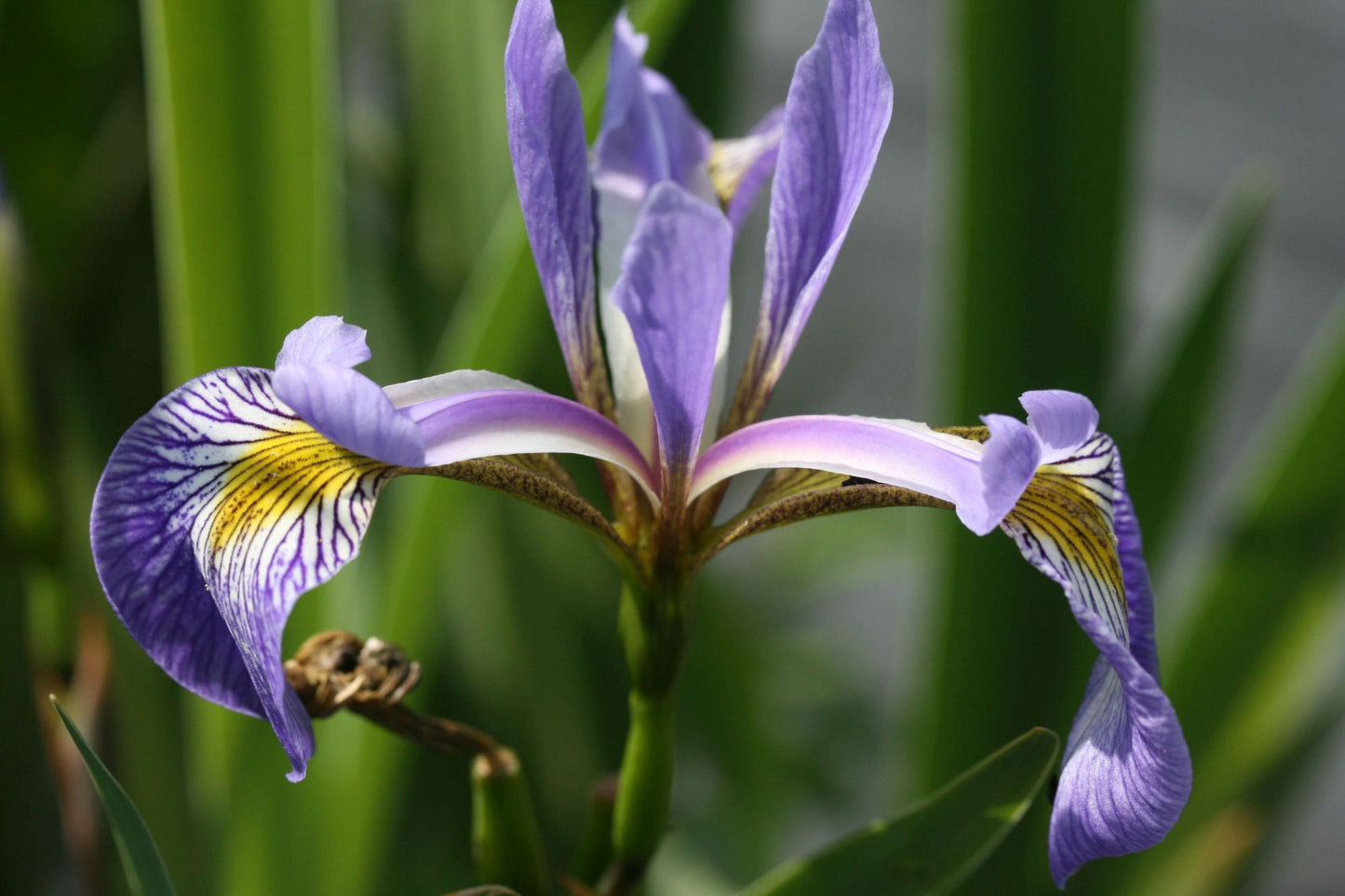 IRIS x robusta Gerald Darby image 0