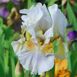 IRIS Benton Farewell image 0