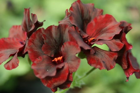 PELARGONIUM Gwendolin image 0