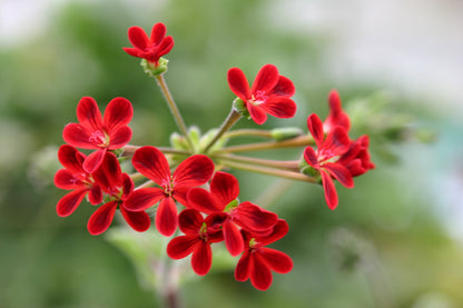 PELARGONIUM x Ardens image 1