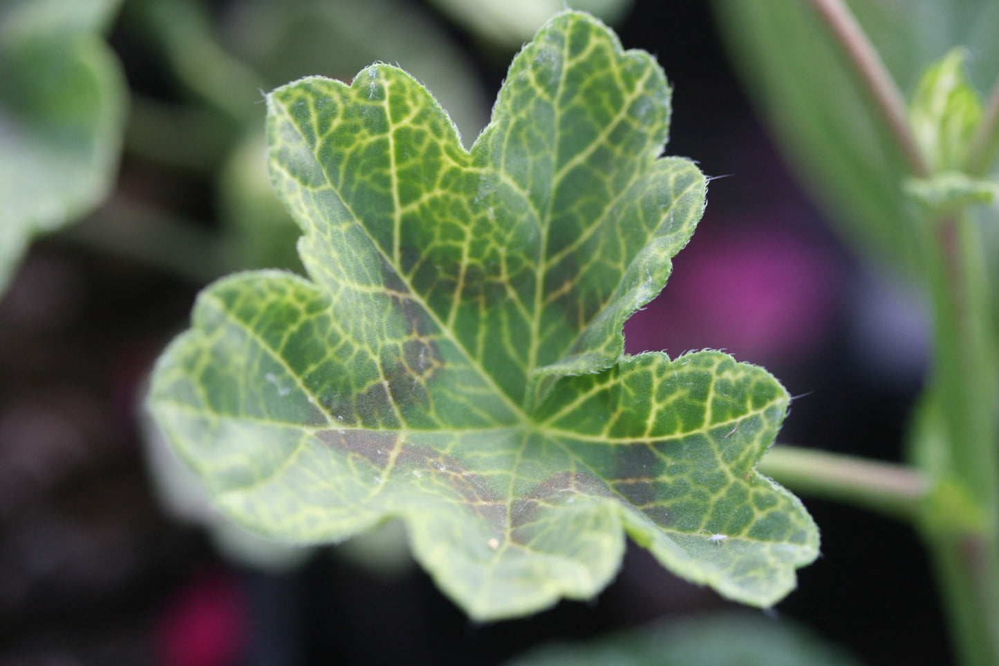 PELARGONIUM Crocodile image 2