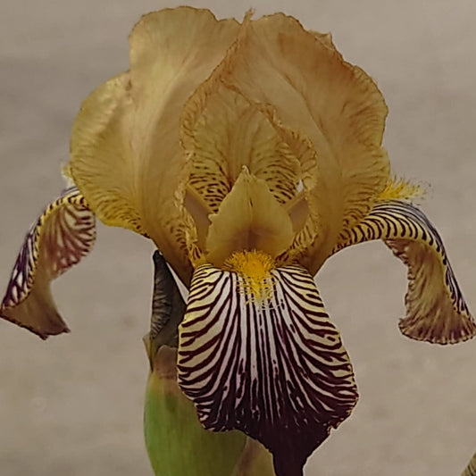 IRIS Gypsy Queen image 0