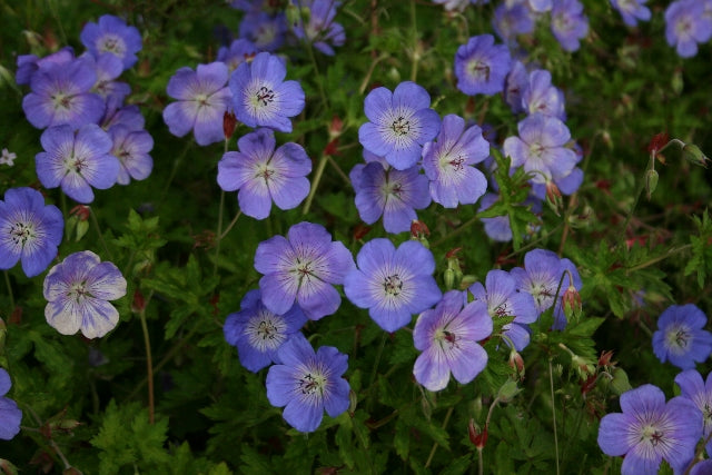 GERANIUM Rozanne 'Gerwat' image 0