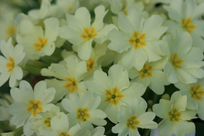 PRIMULA vulgaris image 0