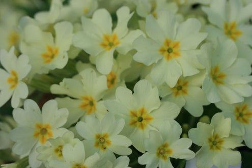 PRIMULA vulgaris image 0