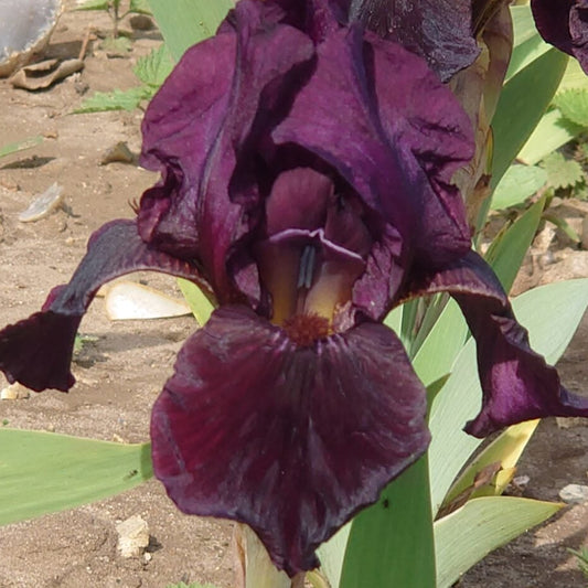 IRIS Langport Wren image 0