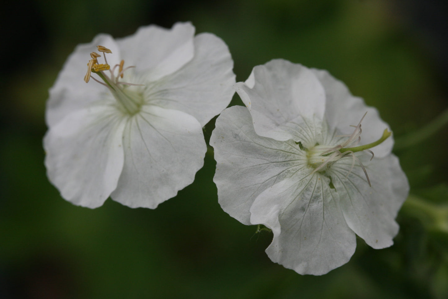 GERANIUM phaeum Album image 0