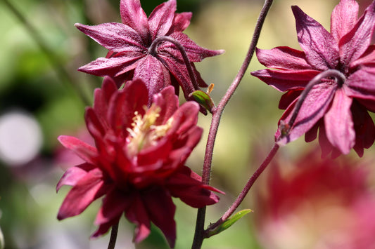 AQUILEGIA vulgaris Ruby Port