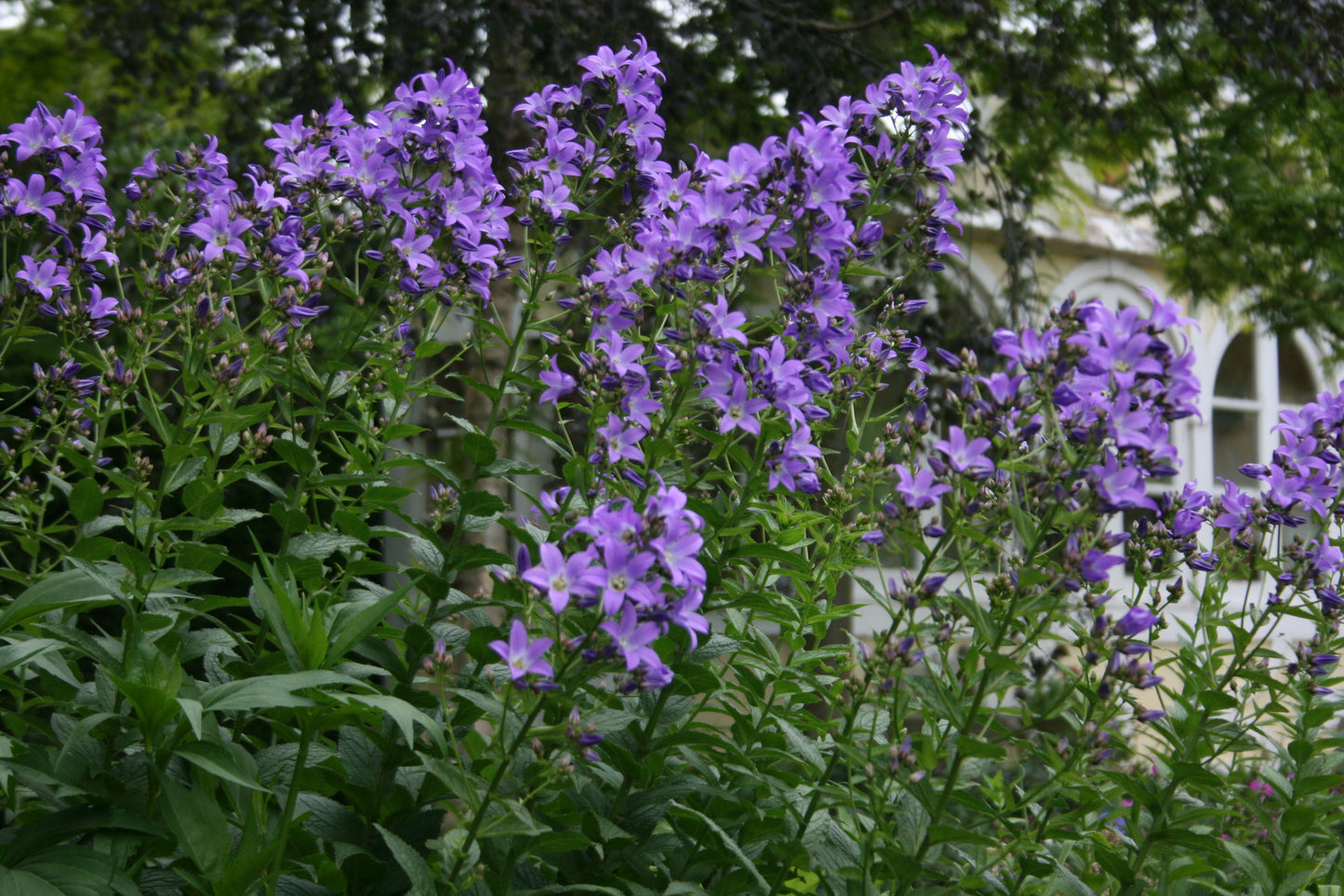 CAMPANULA lactiflora Pritchards Variety