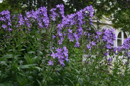 CAMPANULA lactiflora Pritchards Variety