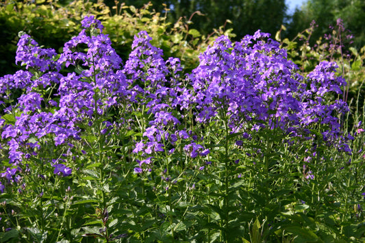CAMPANULA lactiflora Pritchards Variety