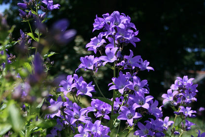 CAMPANULA lactiflora Pritchards Variety