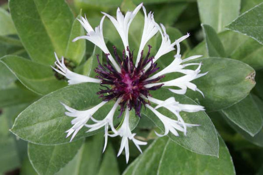 CENTAUREA montana Purple Heart