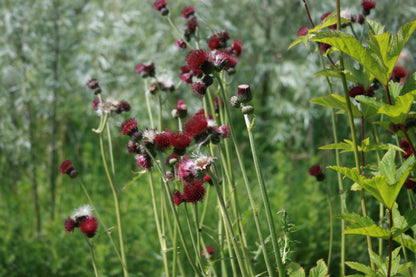 CIRSIUM rivulare Atropurpureum