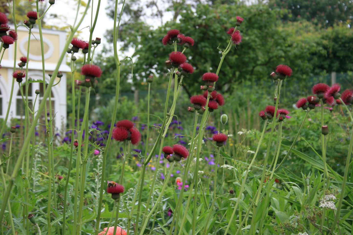 CIRSIUM rivulare Atropurpureum