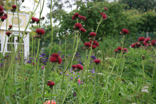 CIRSIUM rivulare Atropurpureum