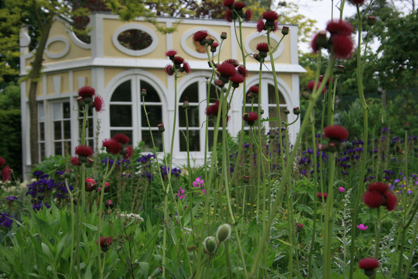 CIRSIUM rivulare Atropurpureum