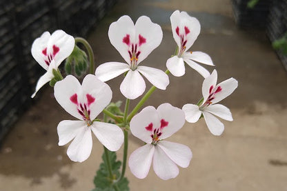 PELARGONIUM echinatum White Form