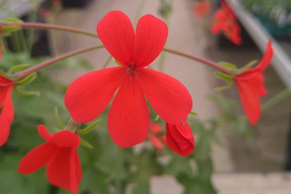 PELARGONIUM tongaense
