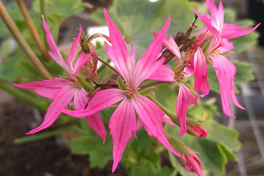 PELARGONIUM Aaron West