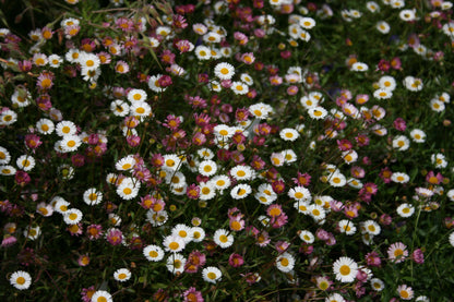 ERIGERON karvinskianus