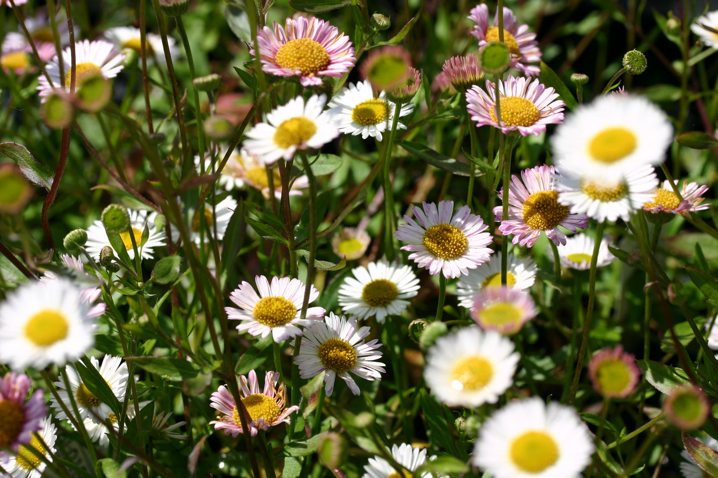 ERIGERON karvinskianus