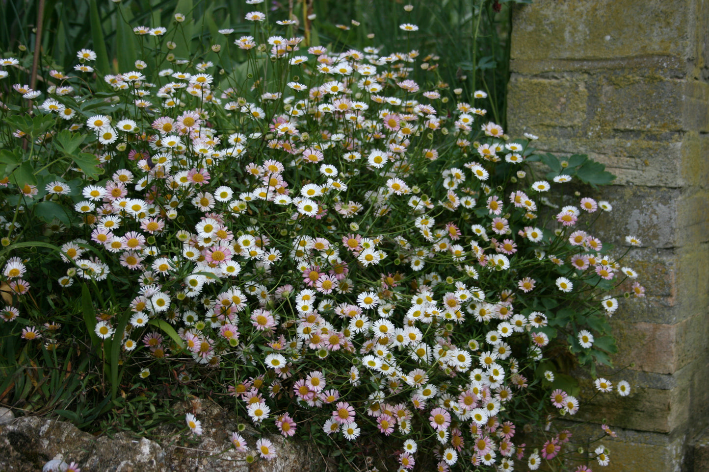 ERIGERON karvinskianus