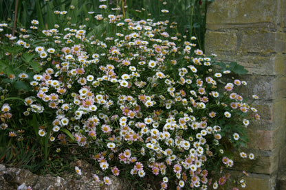 ERIGERON karvinskianus