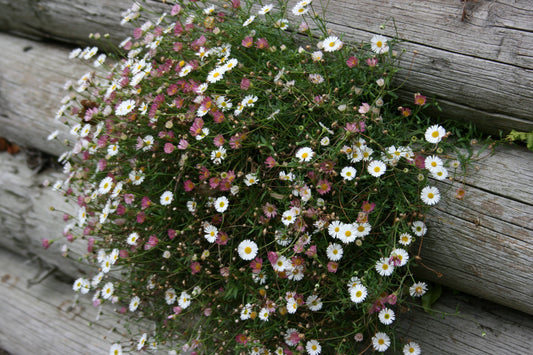 ERIGERON karvinskianus