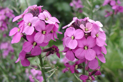 ERYSIMUM Bowles Mauve