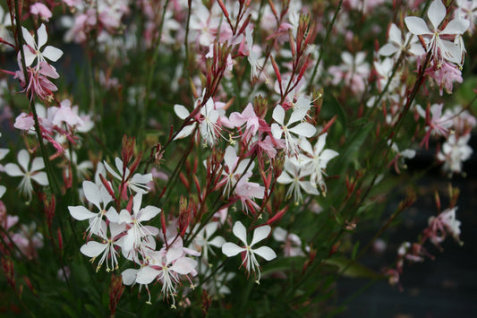 OENOTHERA lindheimeri  The Bride