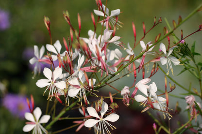 OENOTHERA lindheimeri  The Bride