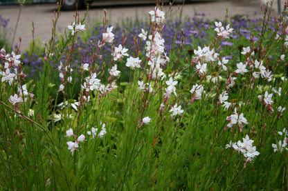 OENOTHERA lindheimeri  The Bride