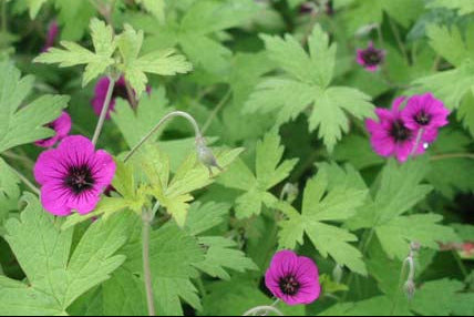 GERANIUM Ann Folkard