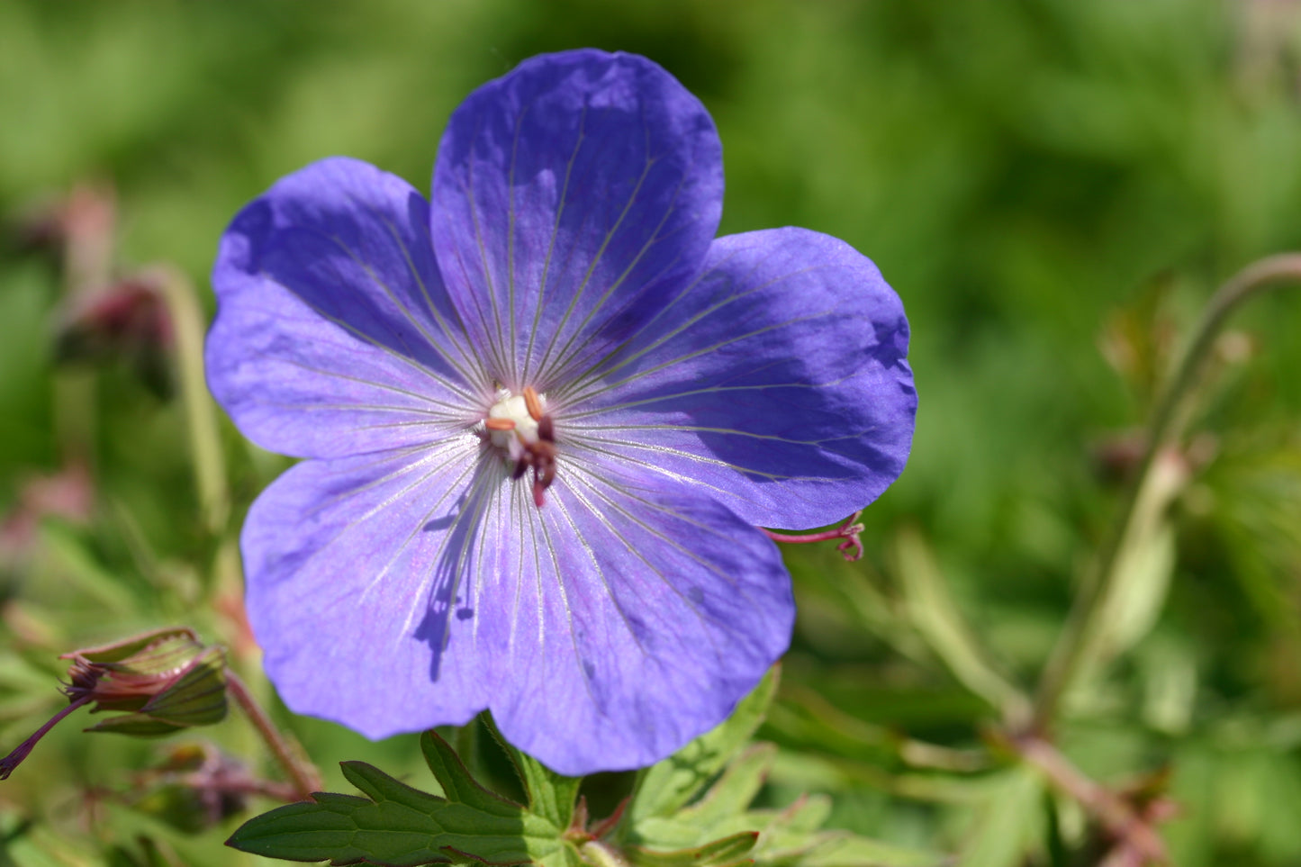 GERANIUM himalayense Johnsons Blue